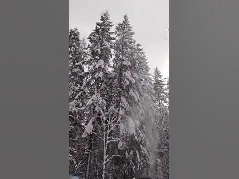 beautiful mountains snow falling off the  tree #life👉 #subscribe👈 #shorts #shortvideo