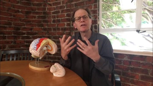 Dr. Dan Siegel's Hand Model of the Brain