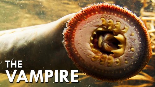 Lamprey: The Vampire Fish