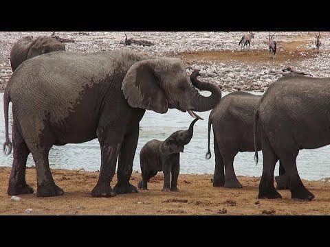 NAMIBIA 13 Elefanten am Wasserloch von Okaukuejo