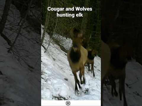 Cougar And Wolves Seen On Trail Camera Hunting A Herd Of Elk