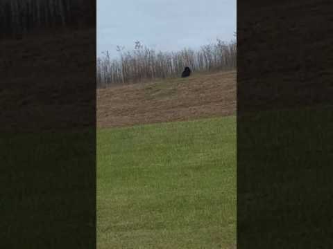 What’s That Large Black Cat in Missouri?
