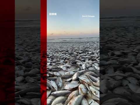 Thousands of Dead Fish Washing Ashore, and No One Knows Why