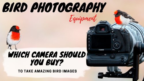 Which CAMERA should you buy to take AMAZING BIRD PHOTOS? - Bird Photography Equipment - Jan Wegener