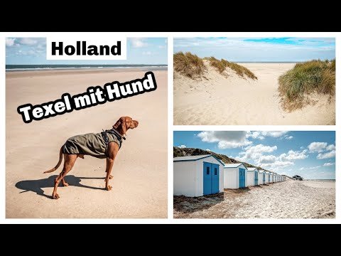 Texel mit Hund: Holland Urlaub am Meer | Magyar Vizsla | Hundeurlaub