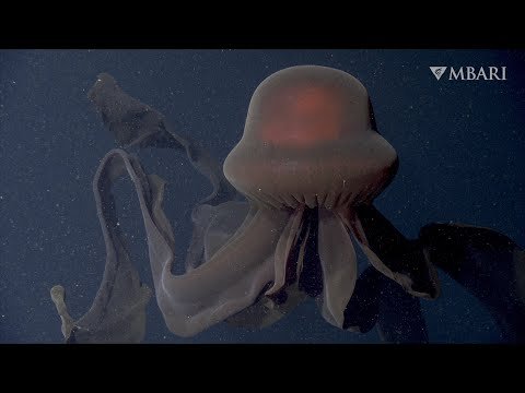 Gigantic Phantom Jellyfish Captured on Camera for the First Time