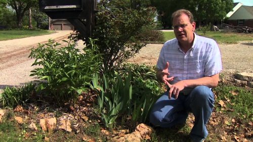 Controlling Grassy Weeds in Flower Beds