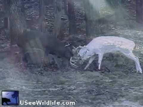 Big White Buck Caught Fighting On Camera In A Wild Rut Battle