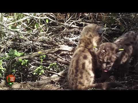 These adorable mountain lion kittens will instantly melt your heart