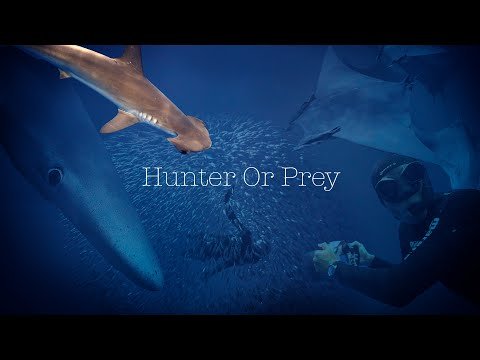 Hunter Or Prey - Freediving Azores with Hammerhead Sharks, Mobulas, Baitballs, Bluesharks