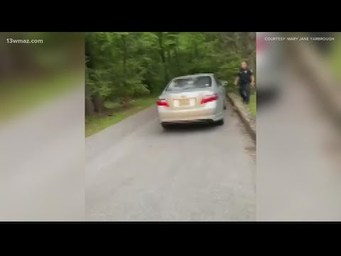 Smoky Mountain Black Bear Absolutely Mutilates A Tourist’s Car In Gatlinburg