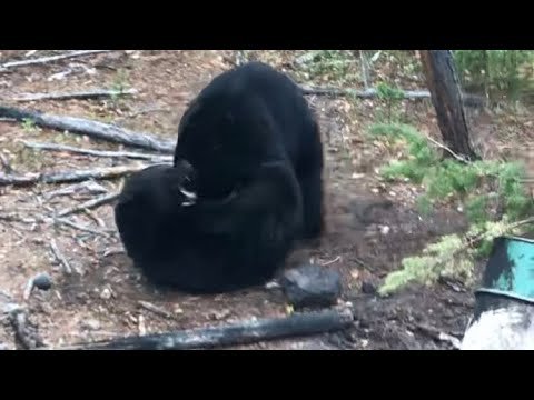 Watch Two Rocky Mountain Black Bears Face Off In Intense Fight