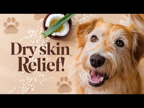 DIY Solutions: Home Remedies for Dry Skin on Dogs