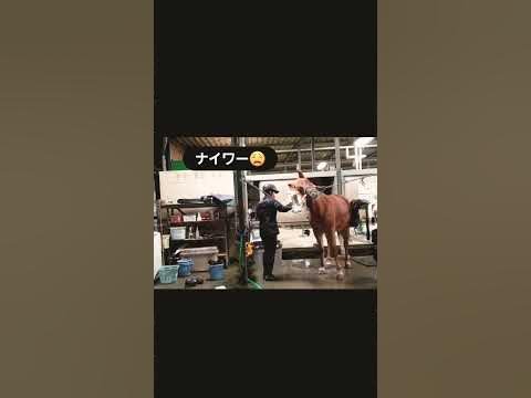 【馬】テンション⤴ロデオ🐴豆太郎