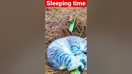 How Cat’s sleep | Part 1 | Watch till end
