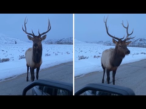 Colorado Man Drives Up To Bull Elk, Says “You Wanna Fight?” And Immediately Gets His Tire Popped