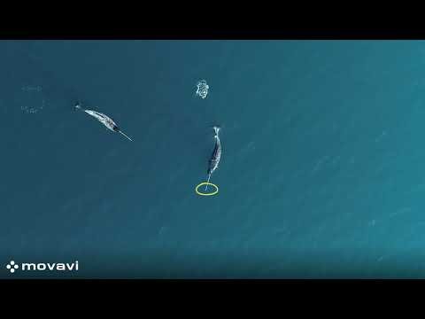 New video footage finally explains how narwhals use their tusks