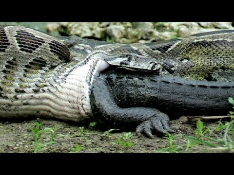 Python Tries To Eat A Mongoose & Ends Up Getting Mauled By The Whole Family
