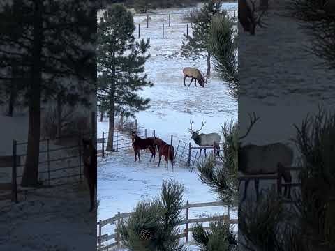 Big Ol’ Bull Elk And A Horse Size Each Other Up Over A Colorado Fence