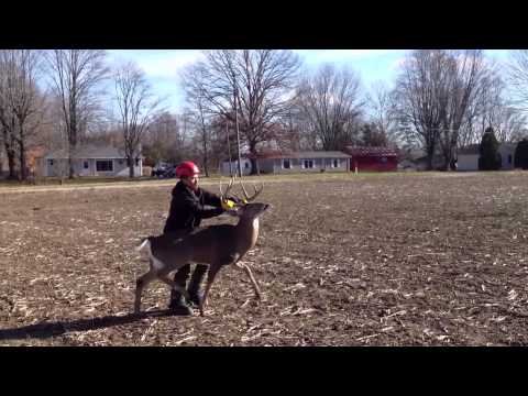 Moron Dances With Death Trying To Wrestle A Buck For No Apparent Reason
