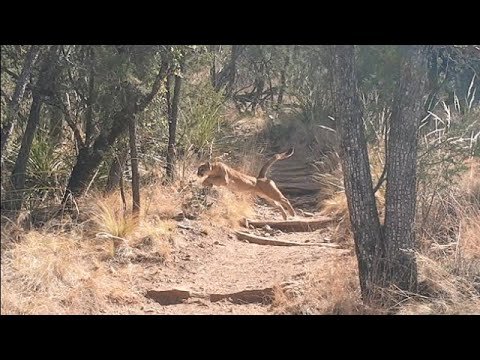 Hikers Capture Wild Footage Of Mountain Lion Pouncing On A Deer At Big ...