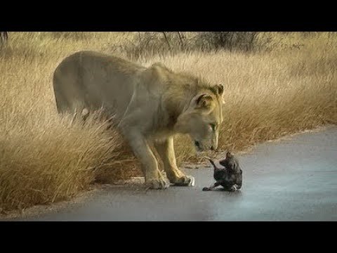 Watch what happens when lions stumble upon a lone wild dog puppy
