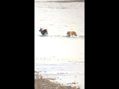 Grizzly Bear Chases Caribou Across Land & Water Before Taking It Down