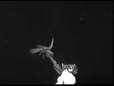 We finally have footage of a giant squid in U.S. waters