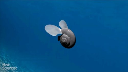 Sea butterfly 'flies' underwater like an insect in air