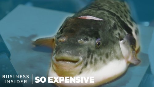 Why Puffer Fish Is So Expensive