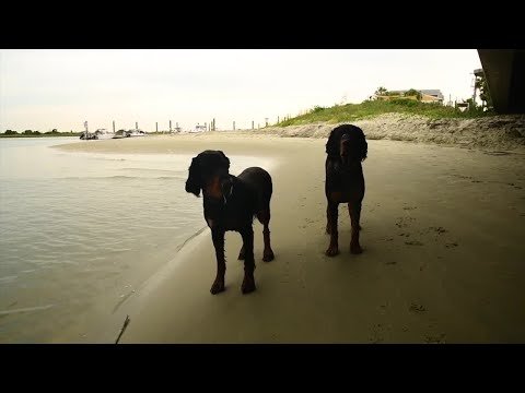 South Carolina Man Trained His Two Hunting Dogs To Catch Fish
