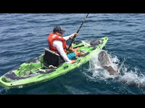 Big Bull Shark Flips Florida Fisherman’s Kayak Off Florida Coast