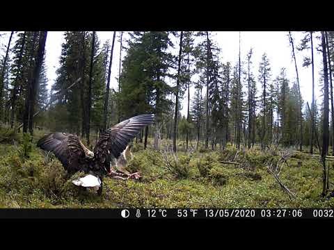 eagle vs coyote