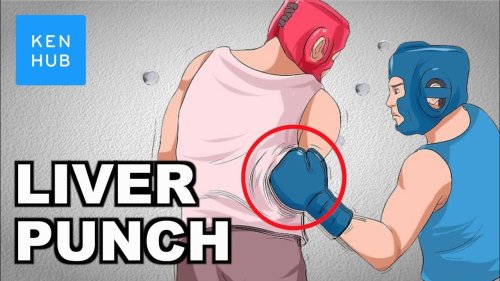 Why can't your body handle a punch to the liver? - Human Anatomy | Kenhub