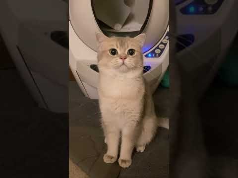 109 かわいい猫と子猫 Flipboard