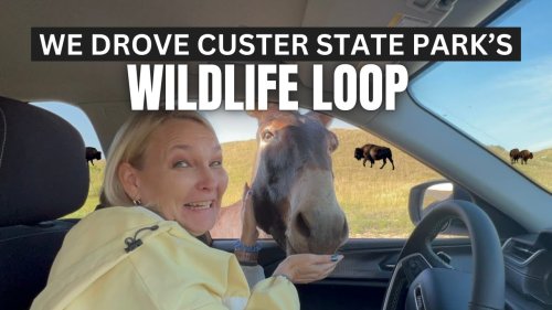 Custer State Park's Wildlife Loop with Bison, Burros and Pronghorn