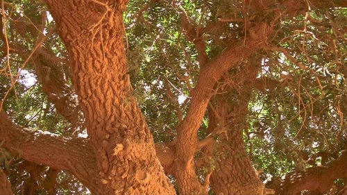 The Blessed Tree | Living Sahabi | Short Documentary