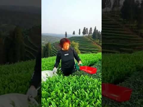 Tea harvesting! #agriculture #shorts #farmer
