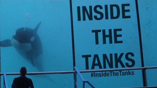 Inside The Tanks (Full Documentary)