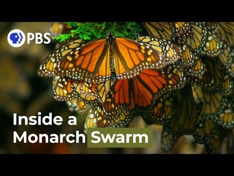 Monarchs Butterflies' Epic Migrations Reveal A Surprising Effect Of Wing Color On Flight Efficiency