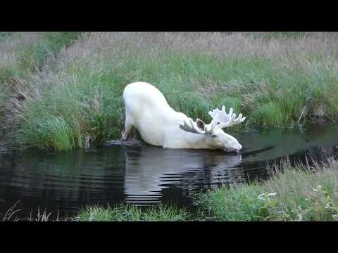 moose predators