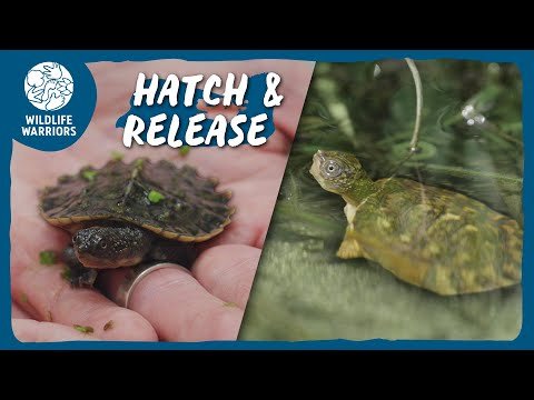 WATCH: Baby ‘Ninja Turtles’ Being Released Will Make Your Day