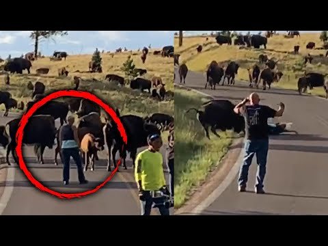 Bison Charges Biker, Rips Her Pants Off, And Flings Her Around Like A Rag Doll In Bizarre Attack