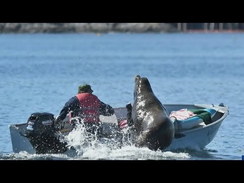 Seal Almost Flips Unsuspecting Boat While Trying To Escape From Killer Whales