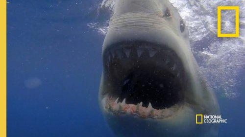 How a Great White Shark Strikes | Shark Attack Files