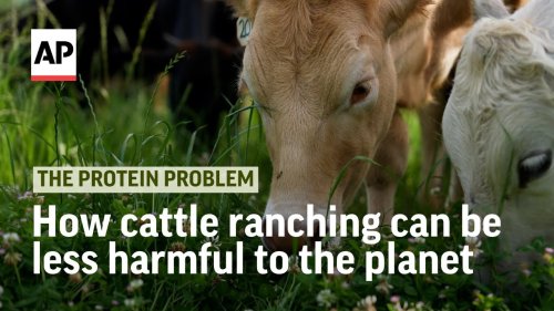 How cattle ranching can be less harmful to the planet | The Protein Problem