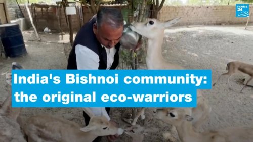 India's Bishnoi community: The original eco-warriors • FRANCE 24 English