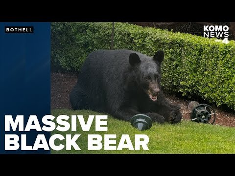 Massive ‘Well-Fed’ Bear Visits a Washington Backyard