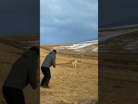 Video Surfaces Of A Wolf Chasing A Man Who Decides To Square Up