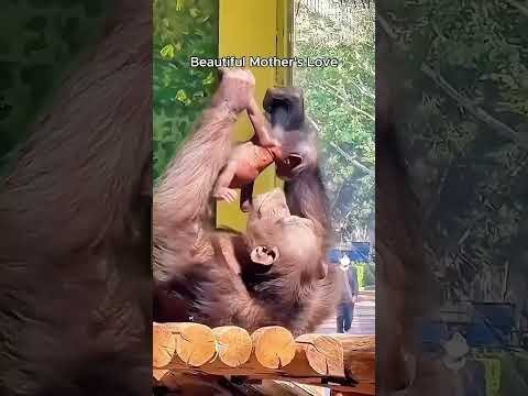Motherly ‘love is brave. #music #lyrics #nostalgia #animals #cute #songlyrics #monkey #song